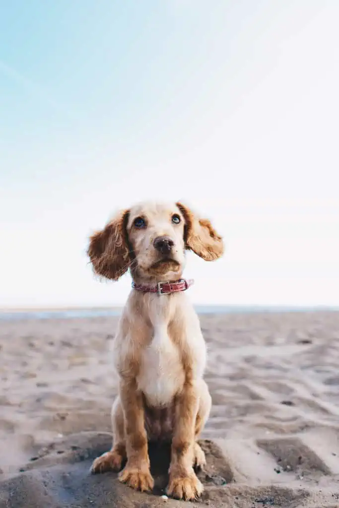 1. young pup at the beach