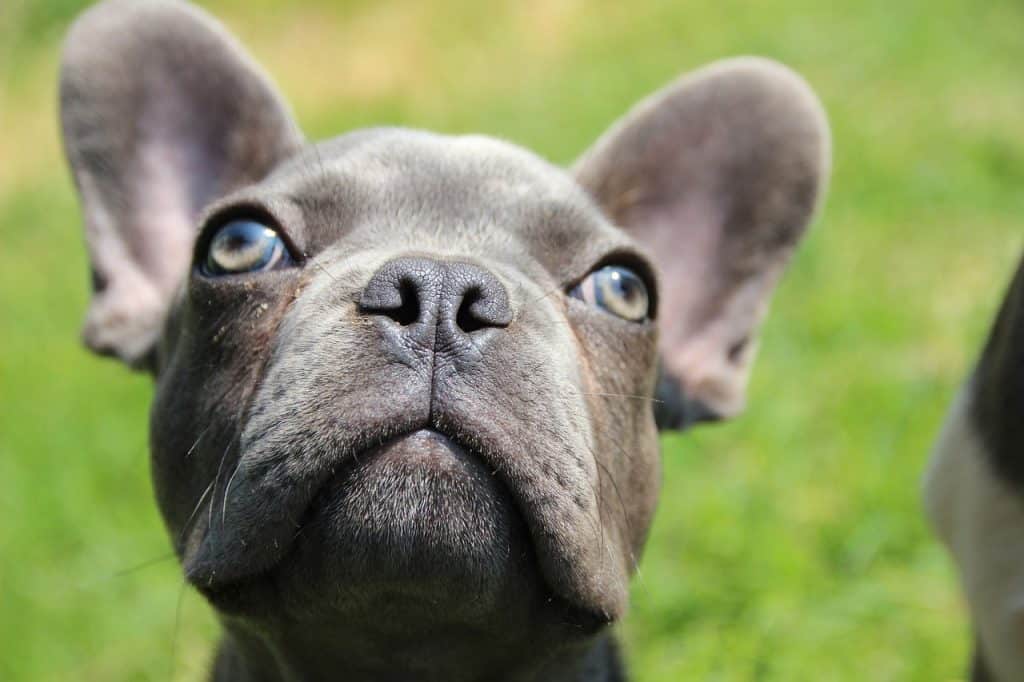 10 a blue french bulldog looking up