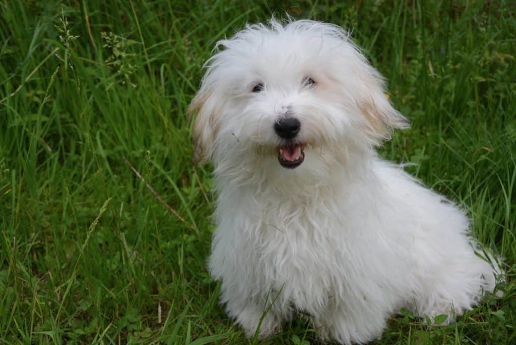 10 a coton de Tulear