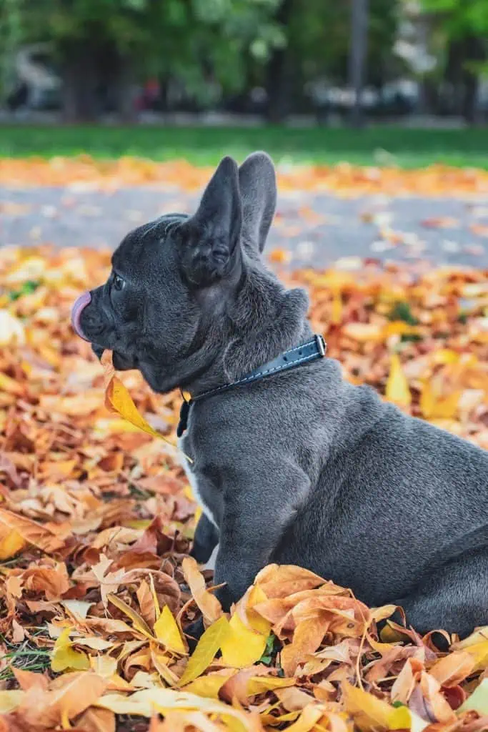 11 a blue french bulldog in leaves