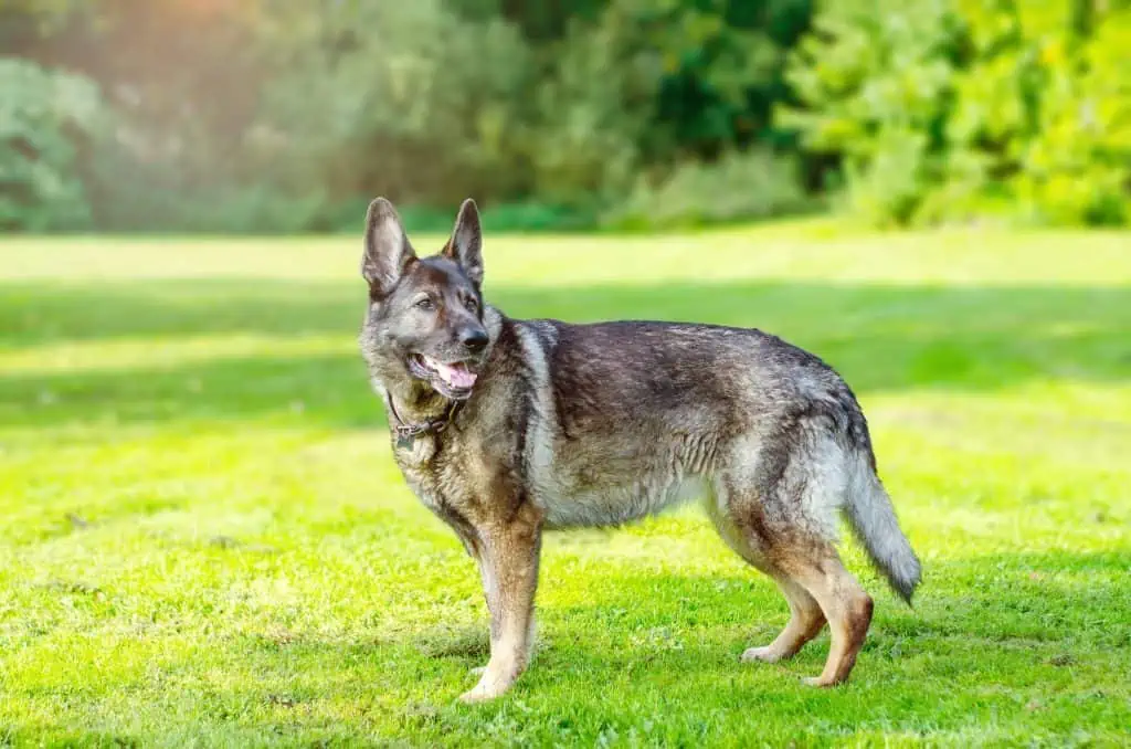 11 a gray german shepherd