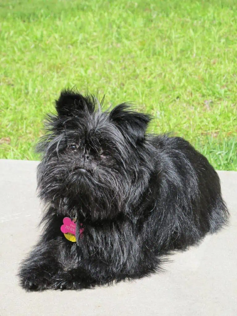 11 an affenpinscher