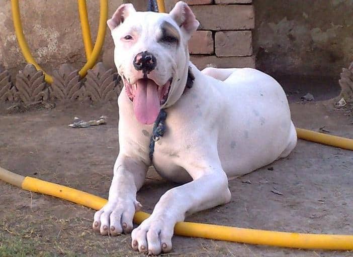 12 A Bully Kutta 12 A Bully Kutta