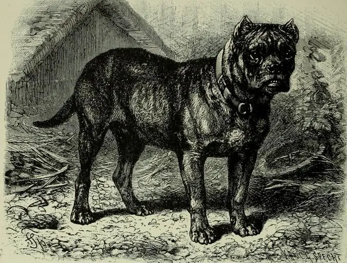 12 a drawing of a bully type dog