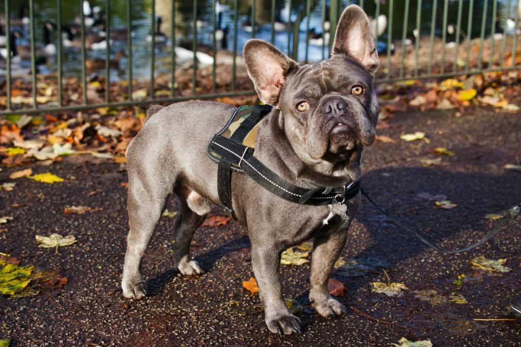 12 a french bulldog with a camo harness