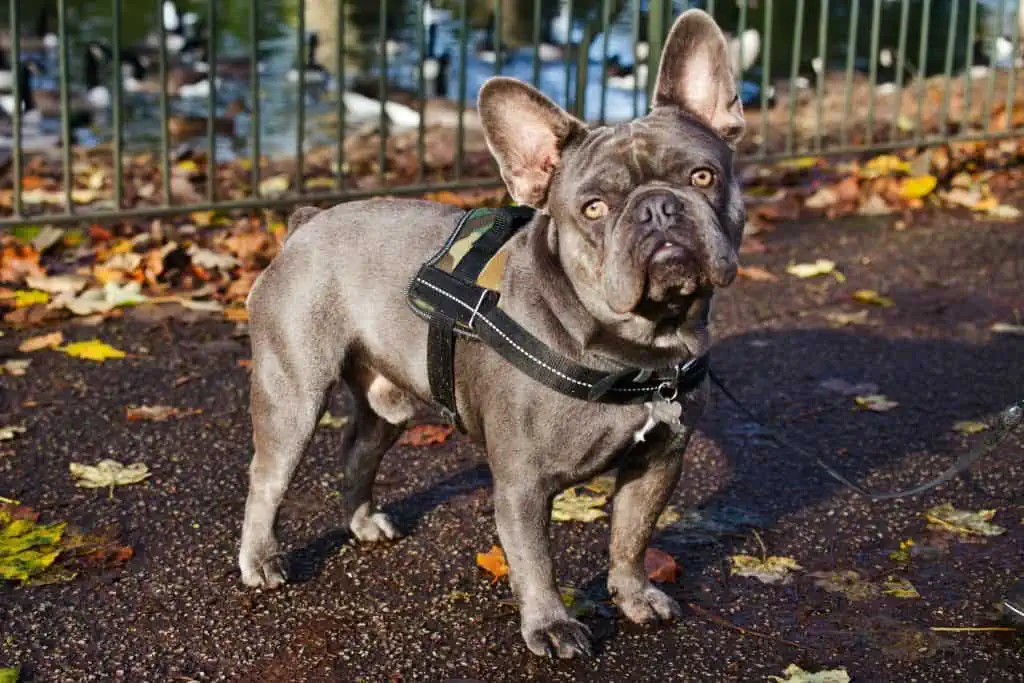 12 a french bulldog with a camo harness