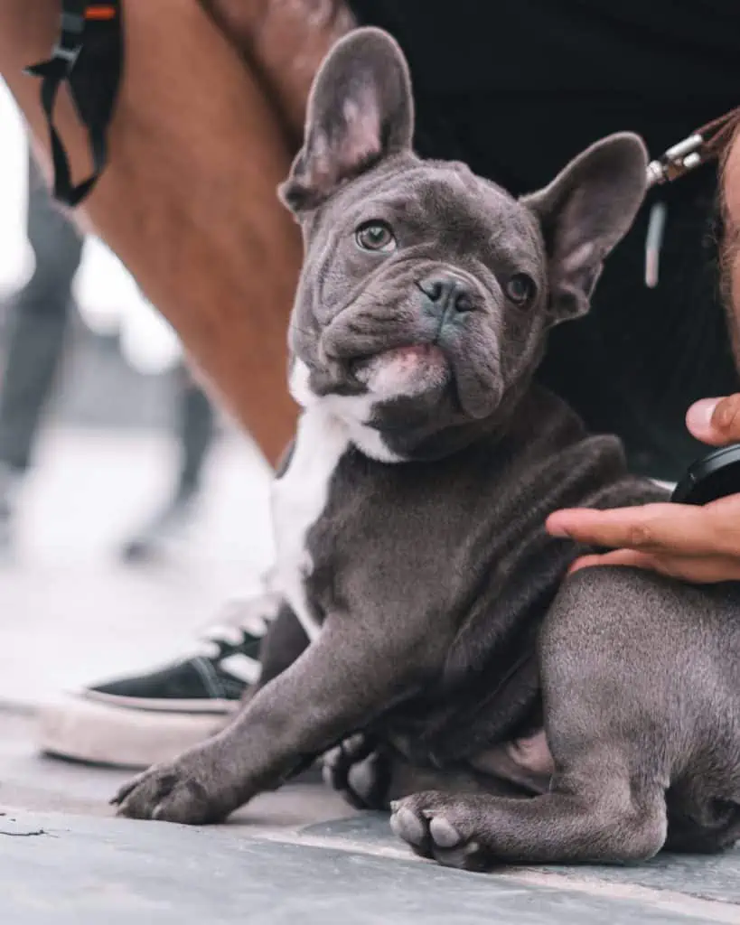 13 a french bulldog being pet