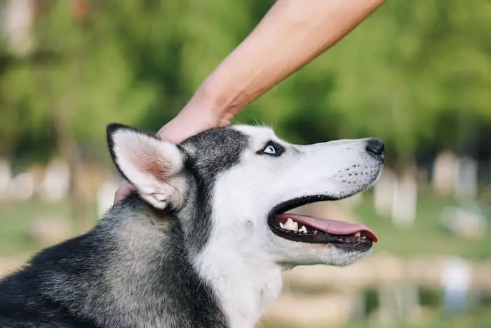 13 a woman petting a husky