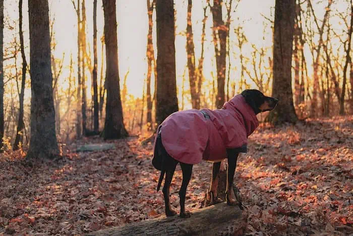 13 the black and tan coonhound