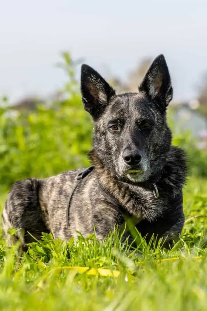 13 the dutch shepherd