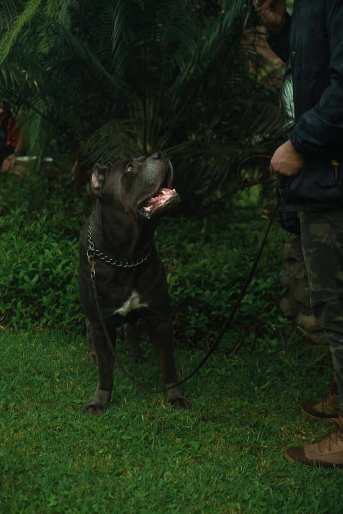 14 a cane corso