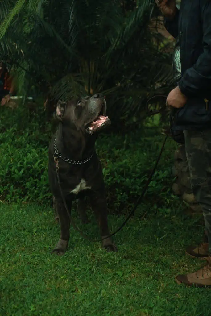 14 a cane corso