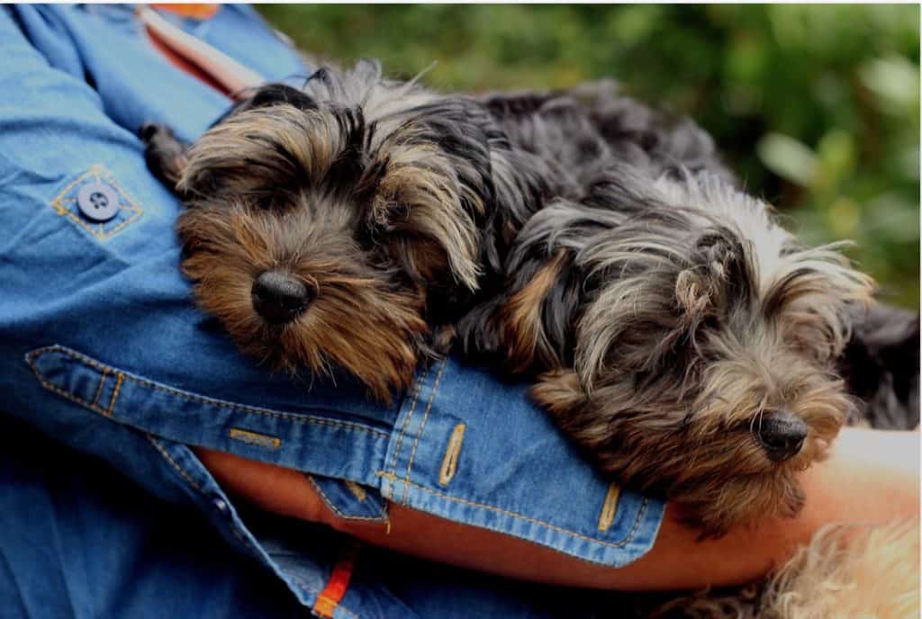 14 two Yorkie Poo dogs