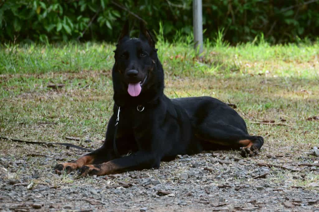 15 the Beauceron