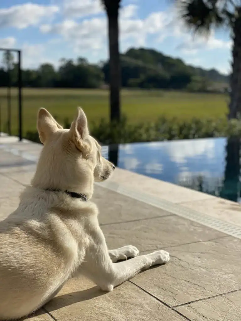 16 a white german shepherd by a pool