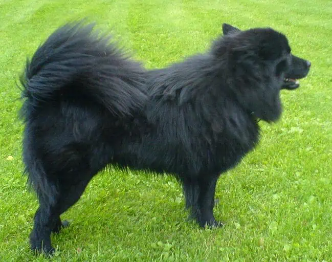 17 Swedish Lapphund