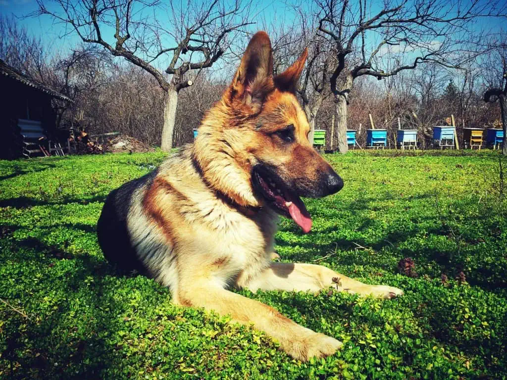 17 a german shepherd in grass