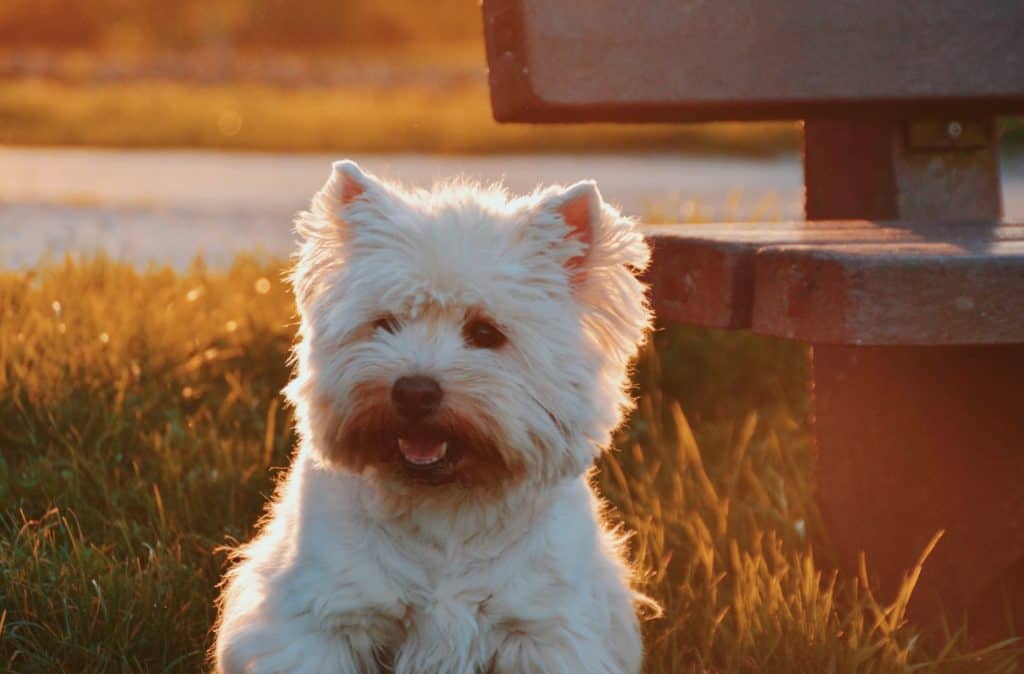 19 a West Highland Terrier