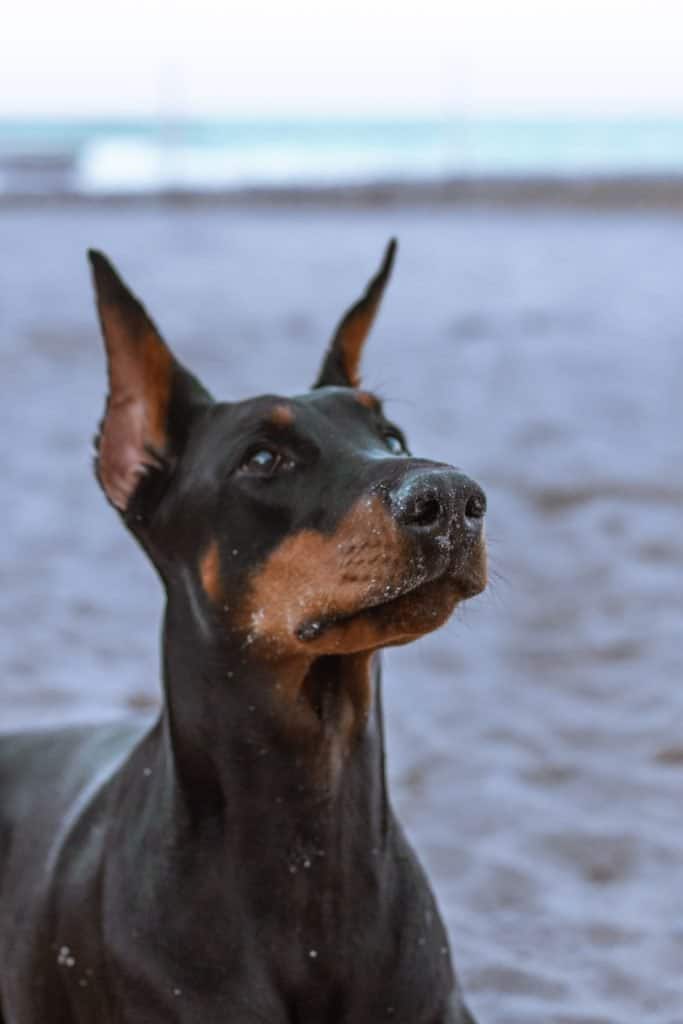 2 a Doberman