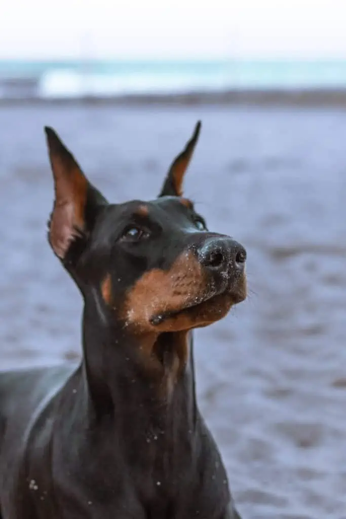 2 a Doberman