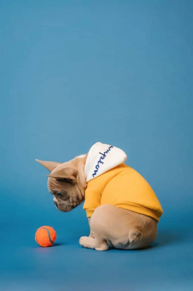 2 a French Bulldog looking at a ball