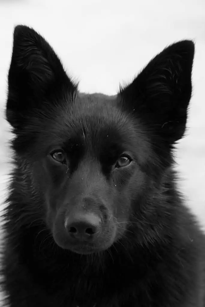 2 a black German Shepherd