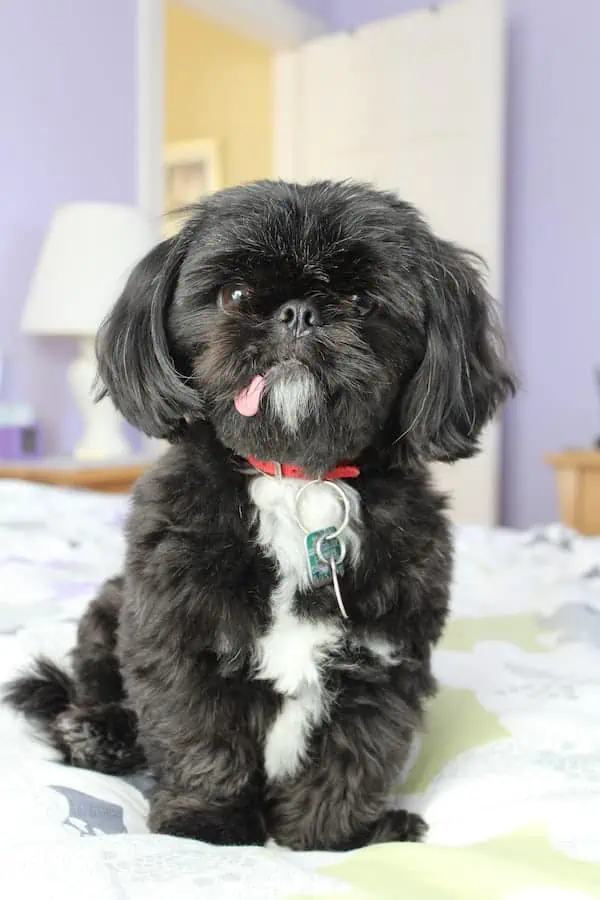 2 a black adn white Shih Tzu