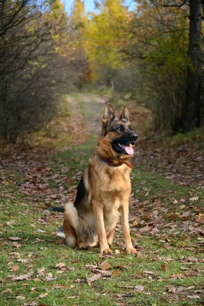 2 a black and tan german shepherd