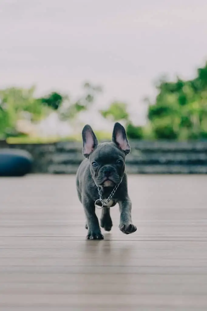 2 a blue french bulldog puppy