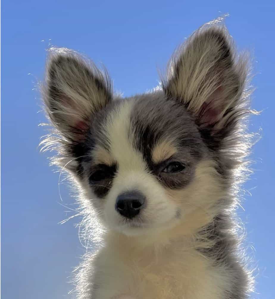 2 a long haired chihuahua