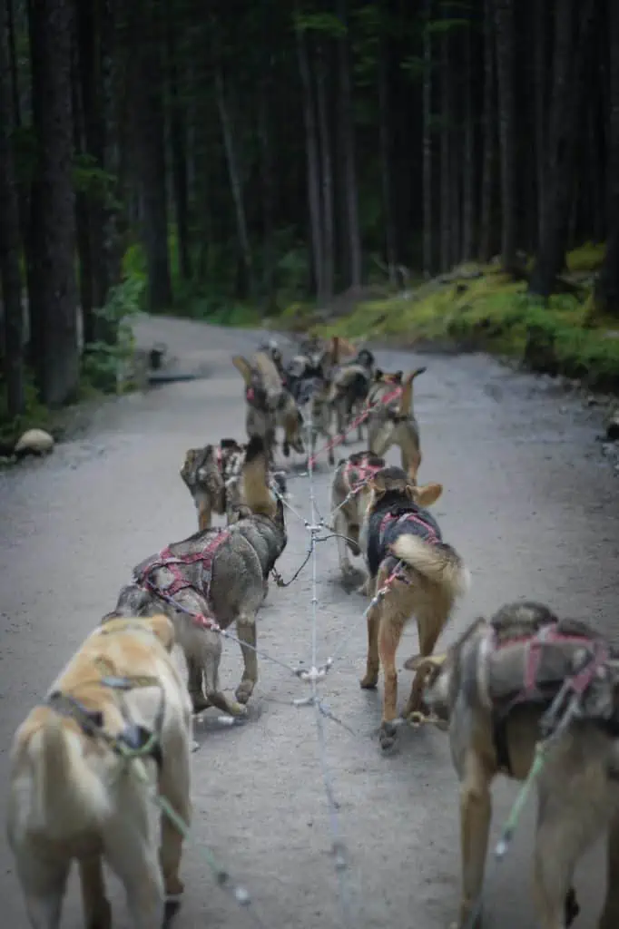 2 agouti Husky dogs pulling a sled