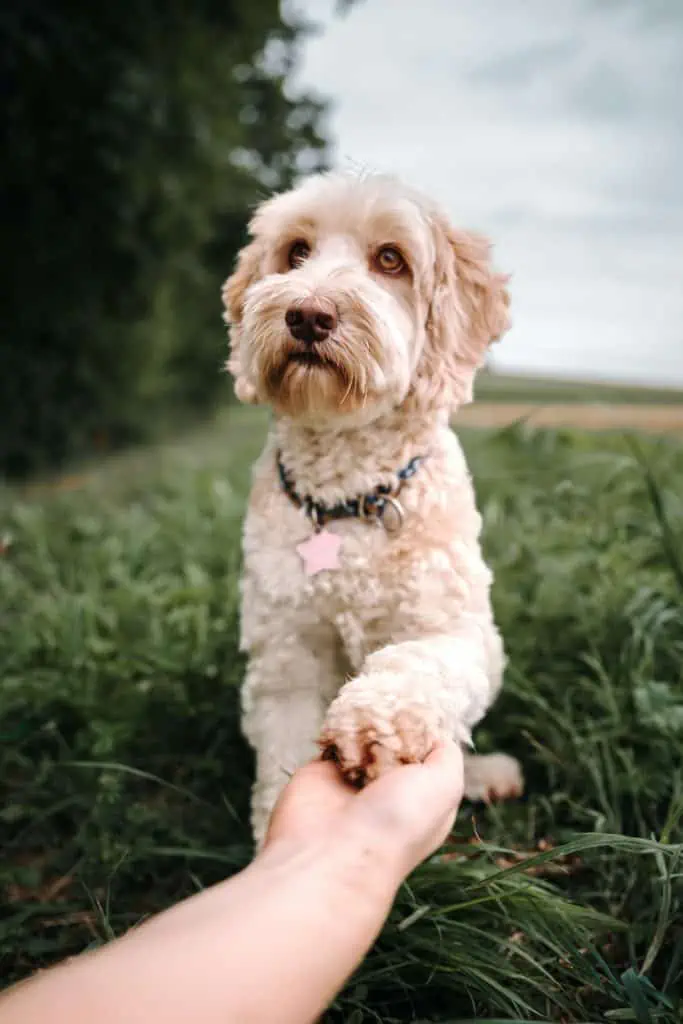 2 an Australian Labradoodle shaking a hand