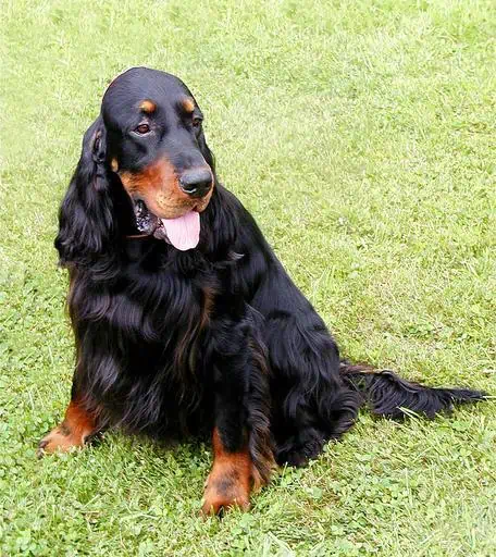 21 the Gordon Setter