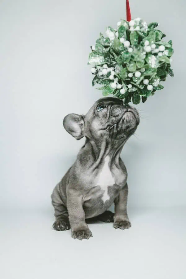 3 a Blue French Bulldog puppy smelling a plant