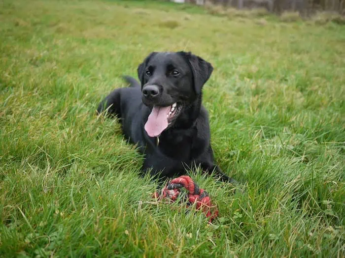 3 a black lab