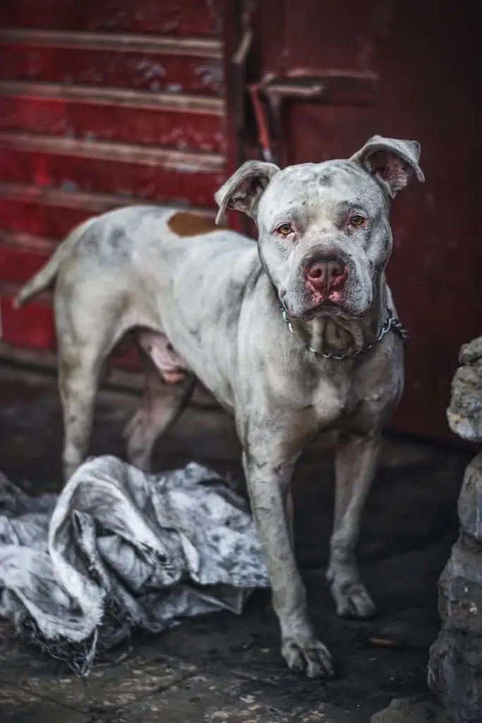 Blue hotsell merle pit