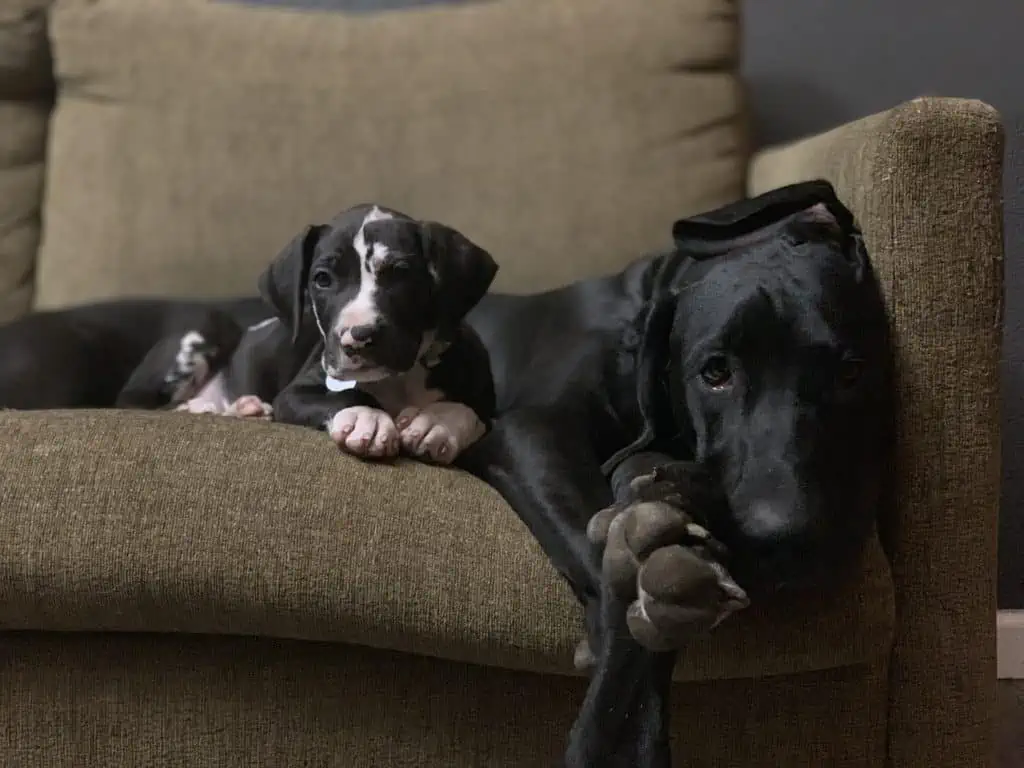 3 a great dane puppy and adult