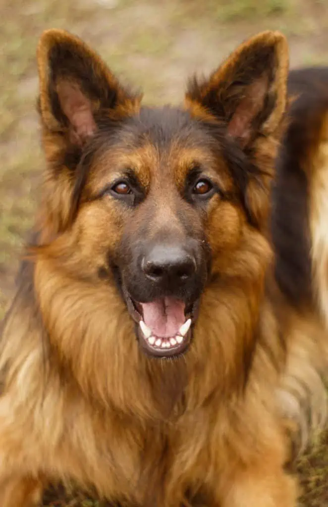 3 a liver german shepherd dog