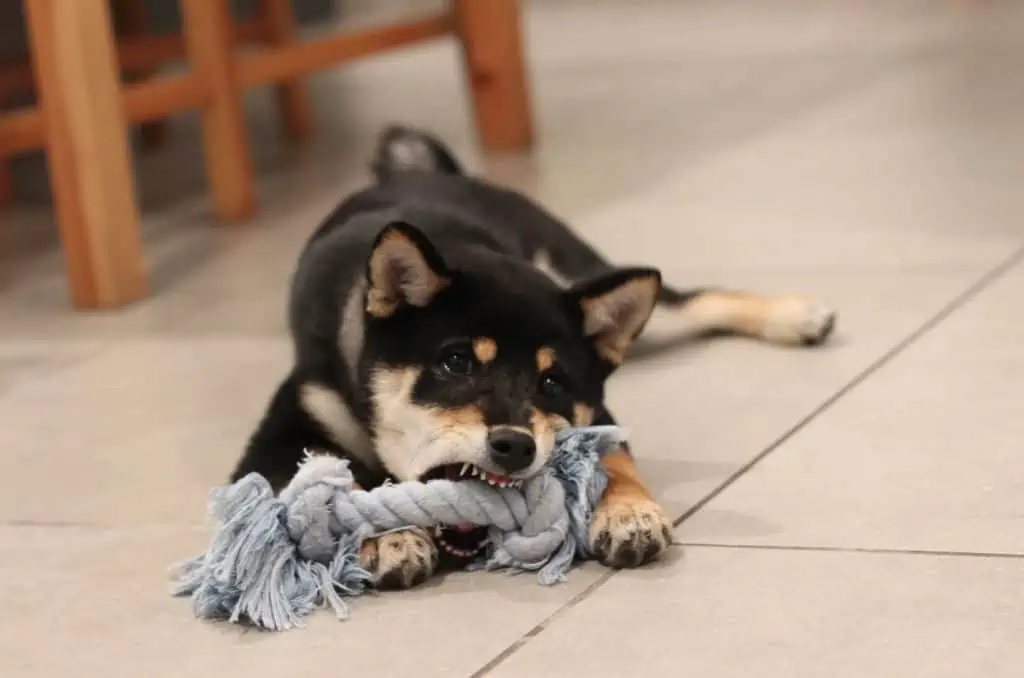 3 a puppy chewing a rope