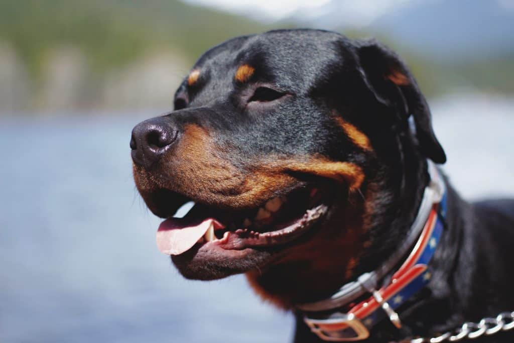 3 a rottweiler