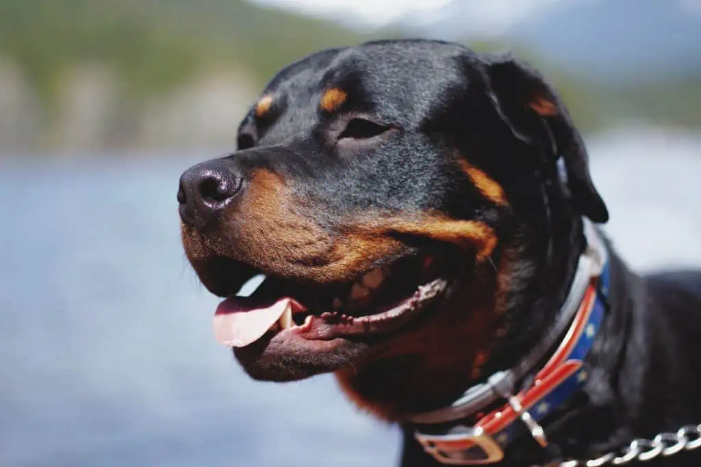 3 a rottweiler