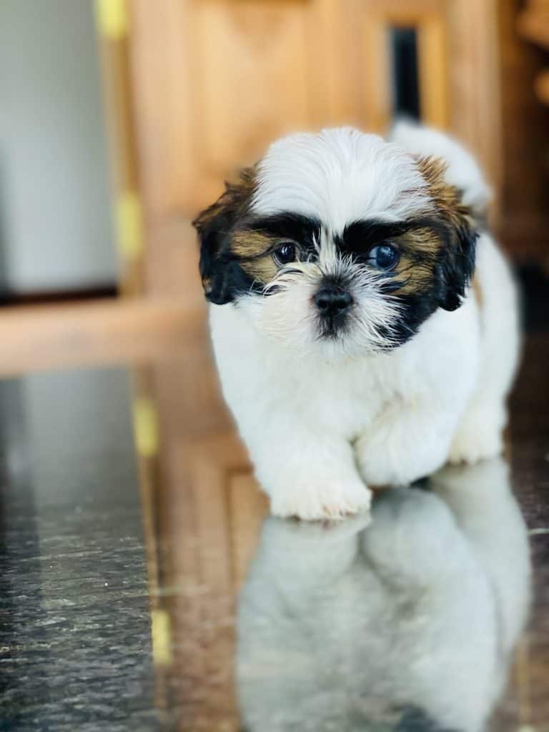 3 a shih tzu with a brown mask 3 a shih tzu with a brown mask
