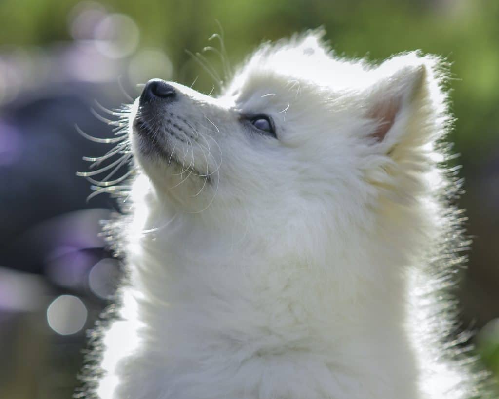 3 a white Pomeranian side profile 3 a white Pomeranian side profile