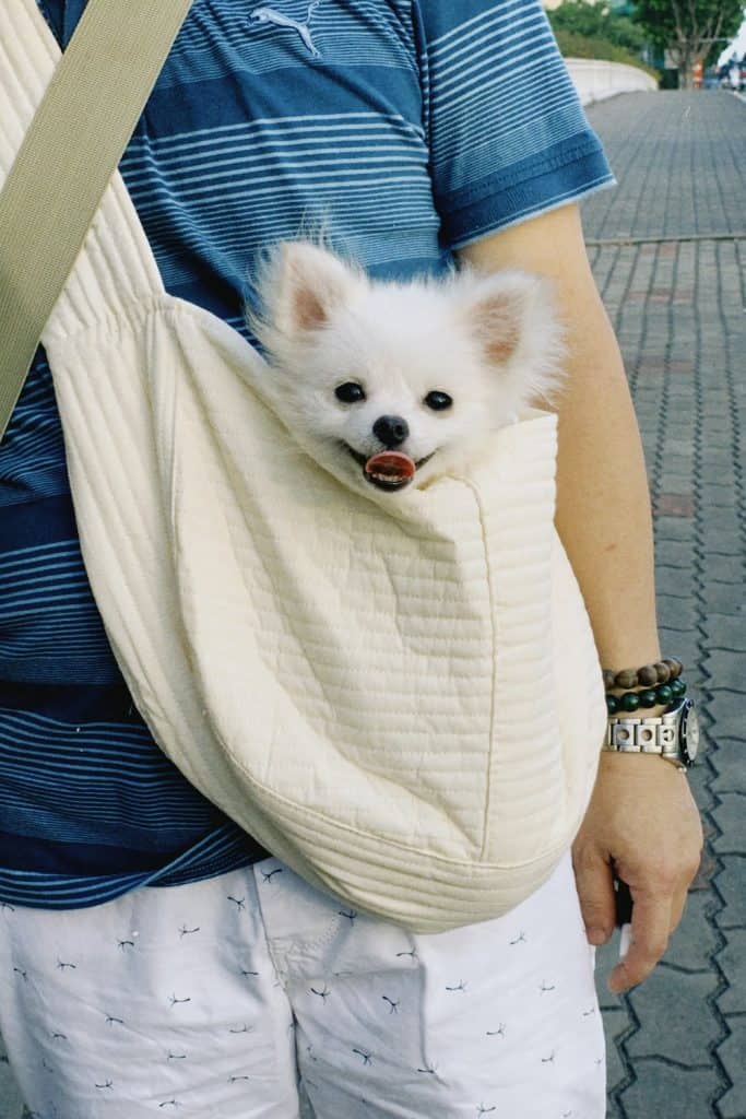 3 a white teacup pomeranian 3 a white teacup pomeranian
