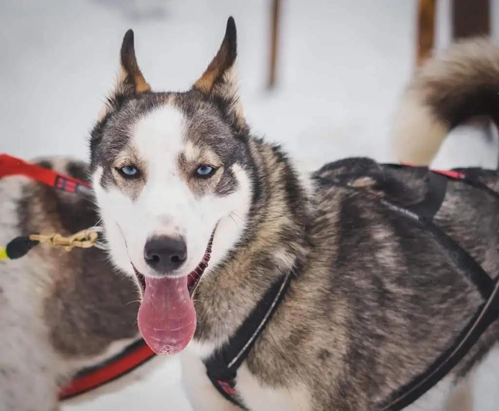 3 an Agouti Husky with blue eyes