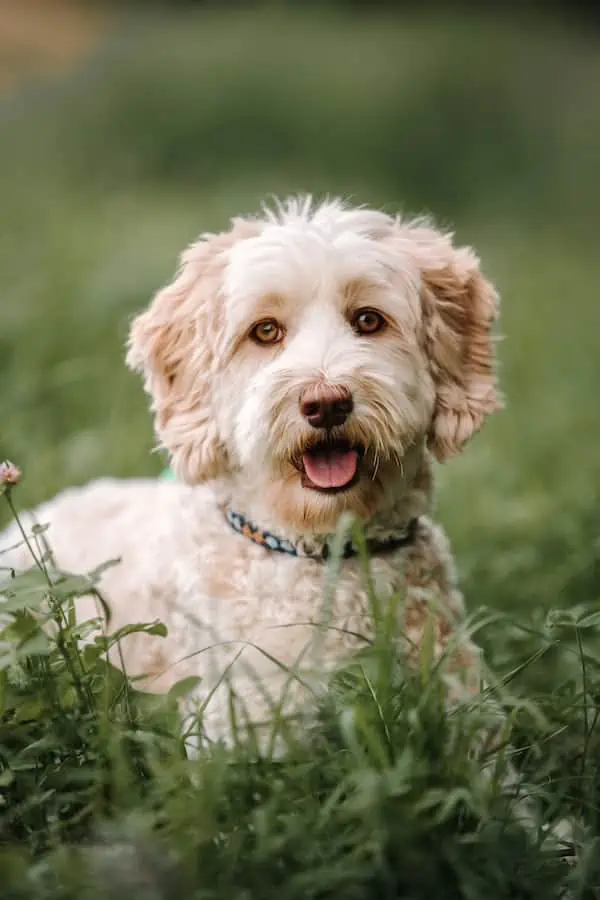 3 an Australian Labradoodle laying down