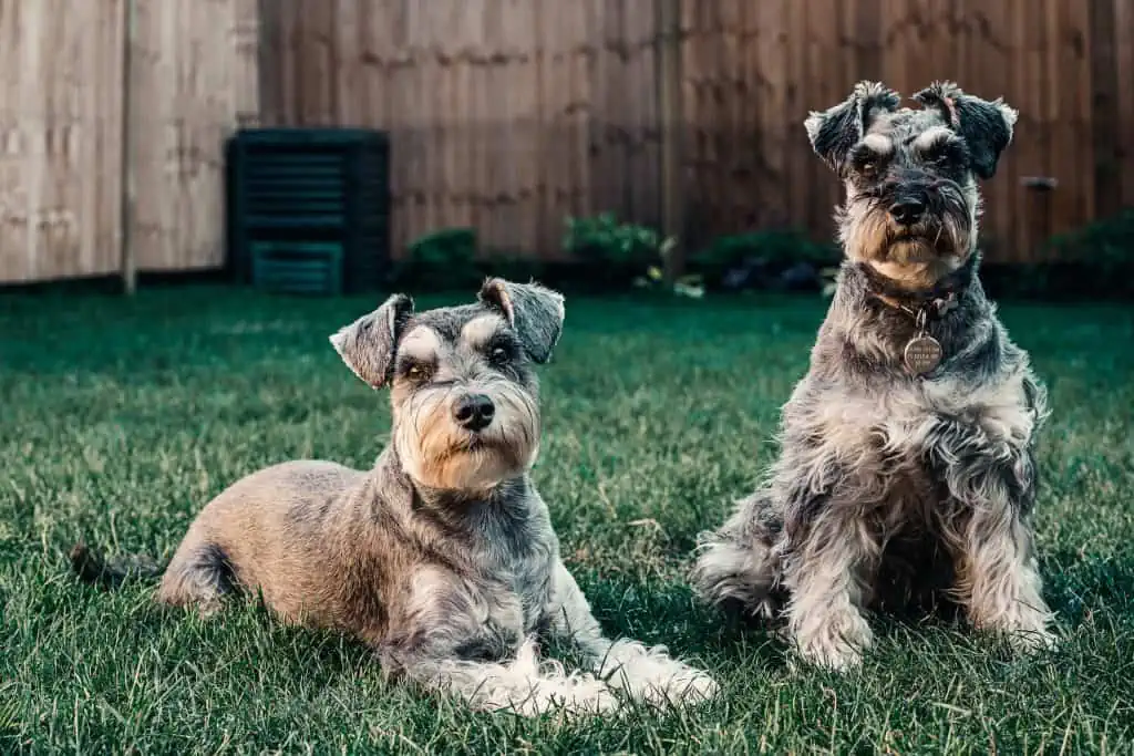 3 two mini schnauzers