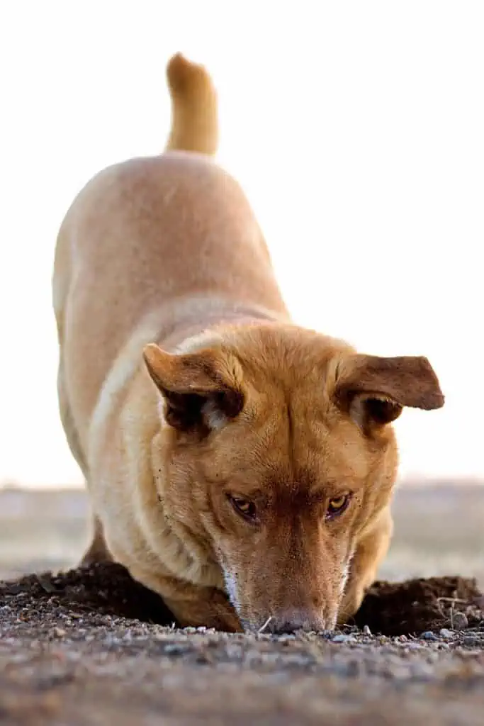 4 a dog digging in the dirt