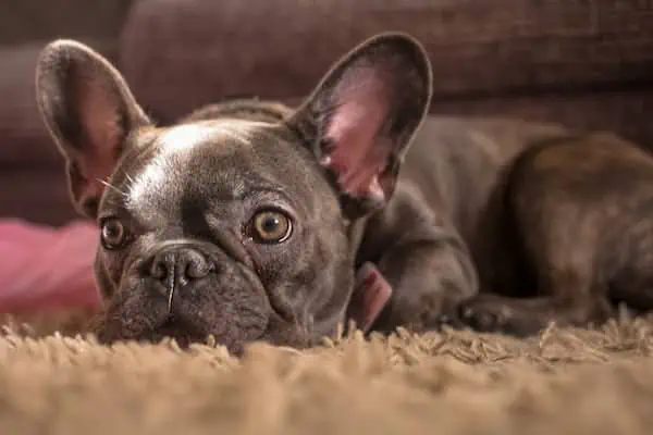 4 a french bulldog laying down