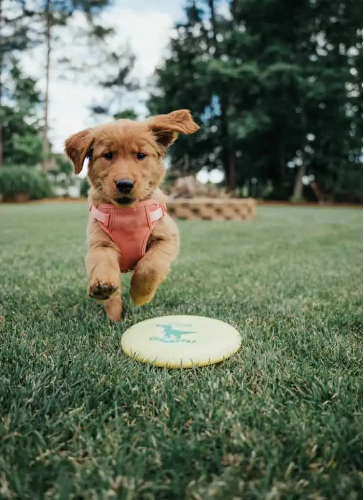 4 a puppy with a frisbee